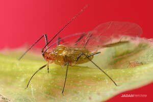 Rose Bristle Aphid