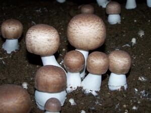 Medicinal Mushroom Story: Royal Sun Agaricus