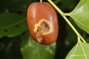 Peach Fruit Moth