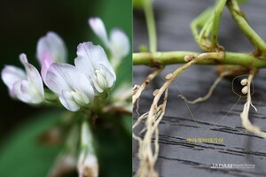 White Clover