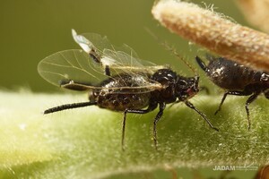 Oak-leaf Aphid (Greenidea nipponica)