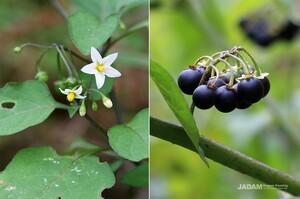Black Nightshade