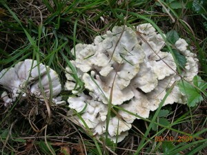Medicinal Mushroom Stories : Sheep Polypore