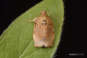 Common Apple Leafroller Moth