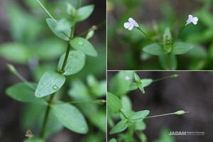 Common False Pimpernel