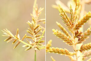 Golden Sedge