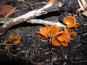 Medicinal Mushroom Stories : Orange Peel Fungus
