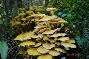 Medicinal Mushroom Stories : Honey Mushroom
