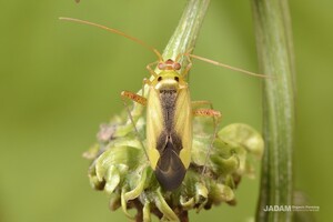 Variable Plant Bug