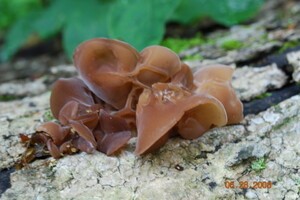 Medicinal Mushroom Stories : Wood Ear/ Tree Ear