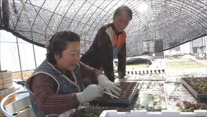 Switching to JADAM Drastically Reduces Pesticide Costs Compared to Organic Materials