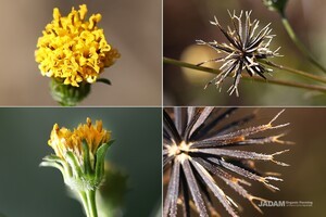 Hairy Beggarticks
