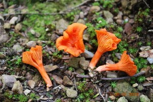 Medicinal Mushroom Stories : Chanterelle