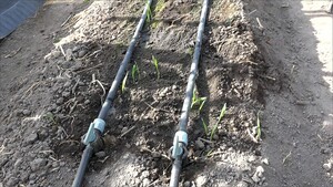 Harvesting 0.6kg (1.3 lbs) of Peppers per Plant Through Green Manure and Microbial Fertigation
