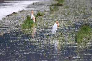 Life Around Us: Cattle Egret