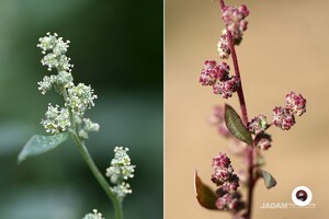 White Goosefoot