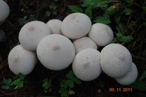 Medicinal Mushroom Stories : Puffballs