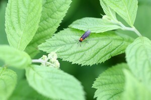 Life Around Us: Mustard Sawfly