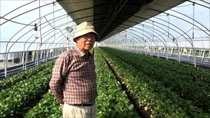 Applying JADAM Microbial Pesticide (JMP) Once a Week Unconditionally, but One Important Thing to Note Is…
