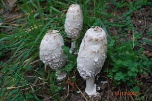 Medicinal Mushroom Stories (11): Shaggy Mane Mushroom