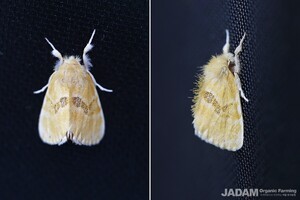 Life Around Us: Oriental tussock moth