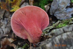 Medicinal Mushroom Stories : Beefsteak Fungus