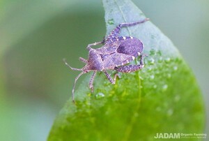 Life Around Us: Squash Bug (Pumpkin Bug)