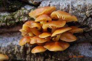Medicinal Mushroom Stories: Enoki Mushroom (=Velvet Foot)