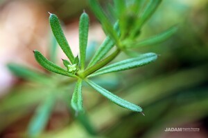Catchweed Bedstraw