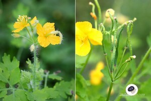 Asian Celandine