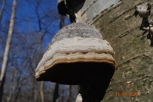 Medicinal Mushroom Stories : Hoof Fungus