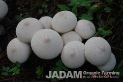 Medicinal Mushroom Stories : Puffballs