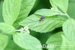 Life Around Us: Mustard Sawfly