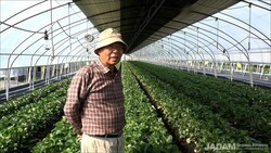 Applying JADAM Microbial Pesticide (JMP) Once a Week Unconditionally, but One Important Thing to Note Is…