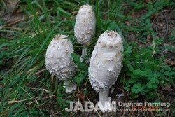 Medicinal Mushroom Stories (11): Shaggy Mane Mushroom