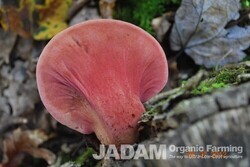 Medicinal Mushroom Stories : Beefsteak Fungus