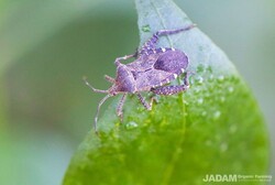 Life Around Us: Squash Bug (Pumpkin Bug)