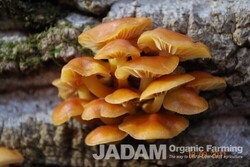 Medicinal Mushroom Stories: Enoki Mushroom (=Velvet Foot)
