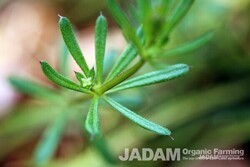Catchweed Bedstraw