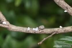 Life Around Us: Indian Wax Scale