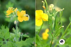 Asian Celandine