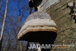 Medicinal Mushroom Stories : Hoof Fungus