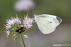 Life Around Us: The Cabbage White Butterfly