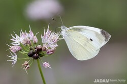 Life Around Us: The Cabbage White Butterfly