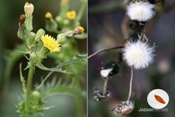 Spiny Sowthistle