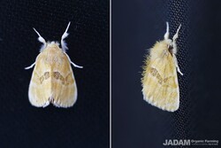 Life Around Us: Oriental tussock moth