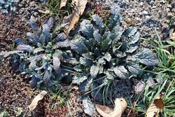 Decumbent Bugle