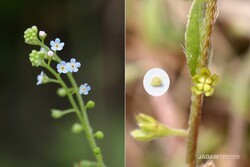 Cucumber herb (Trigonotis peduncularis)