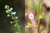 Cucumber herb (Trigonotis peduncularis)