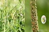 Shortawn Foxtail